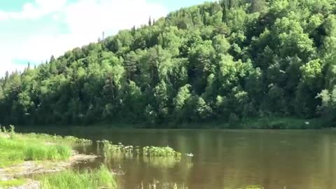 French bulldog plays near the river