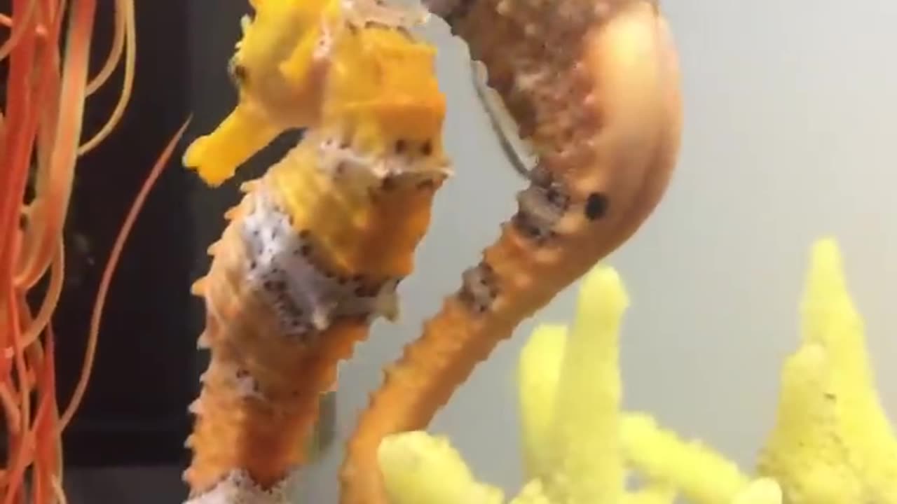 Female seahorse transferring her eggs to the male ...! 😱