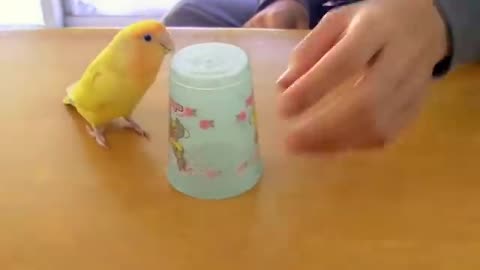 Funny parrots