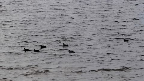 Ducks floating on the water.