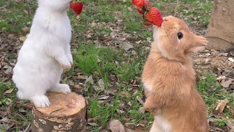 cute rabbit eat strawberries