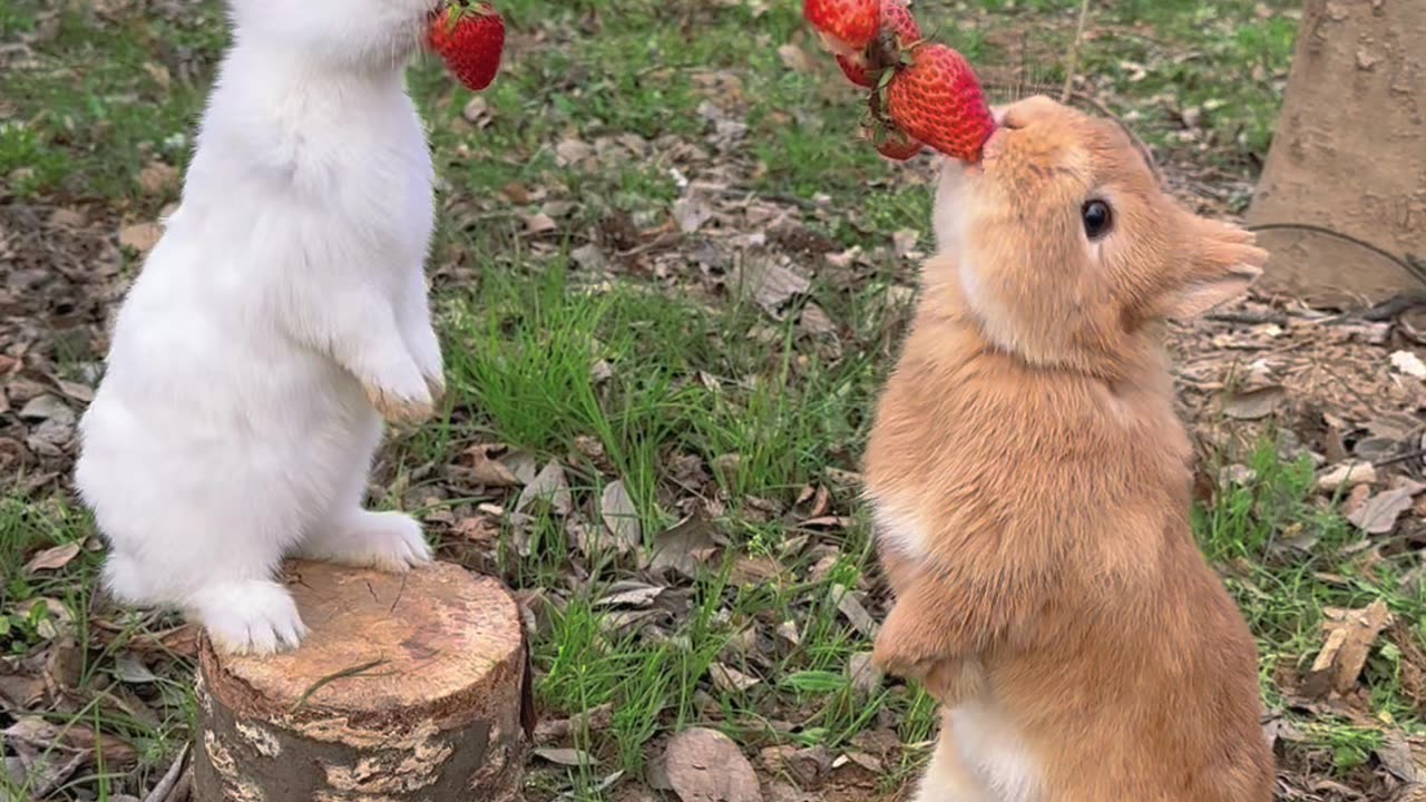 cute rabbit eat strawberries