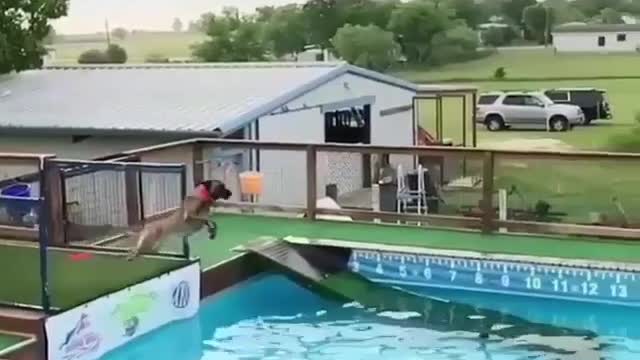 Dog Diving