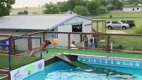 Dog Diving