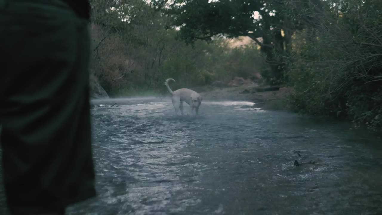 Dog catches a ball in as river