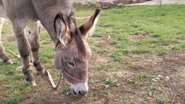 Cute and funny moments of animals - Donkey - 4K