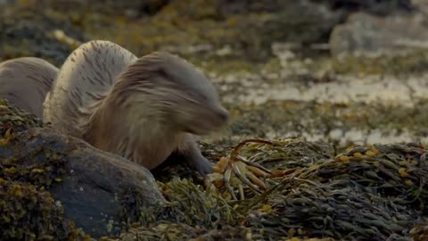 The Elusive Forest Animals of Wild Great Britain Our World Wildlife documentry