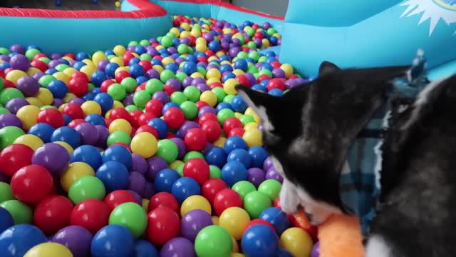 Puppy Surprised with Giant Ball Pit Bounce House!