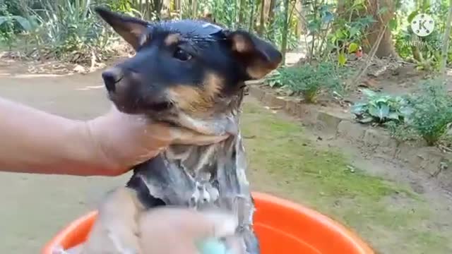 How to clean your littel puppy .so cute