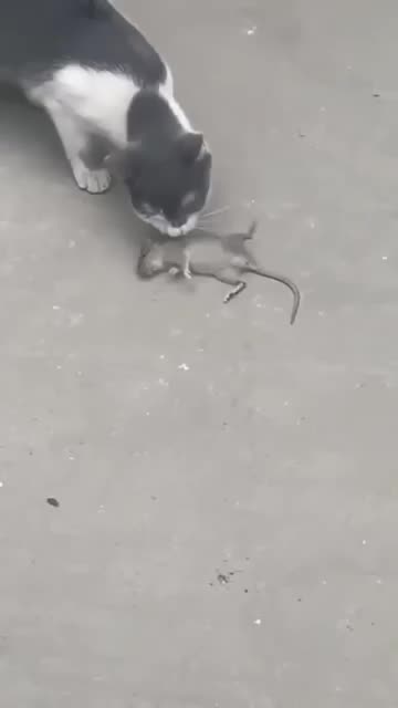 🐈 cat and 🐁 rat 🥰