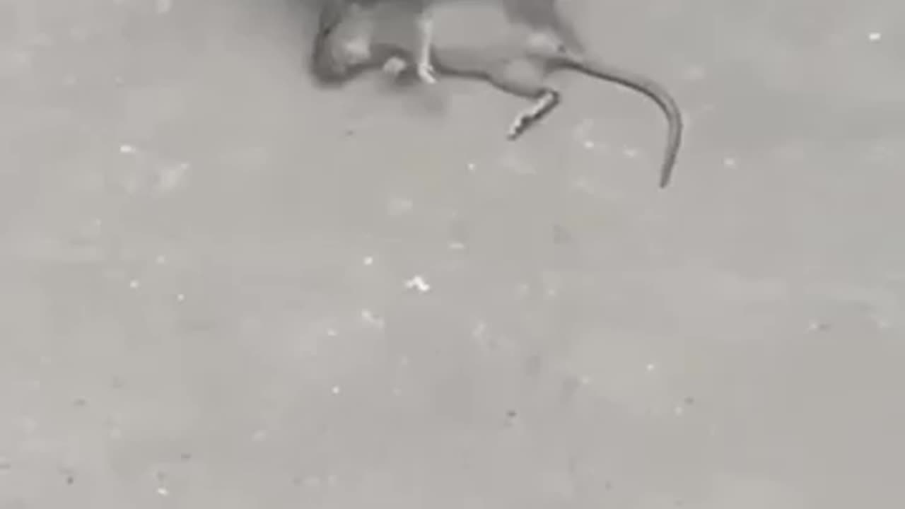 🐈 cat and 🐁 rat 🥰