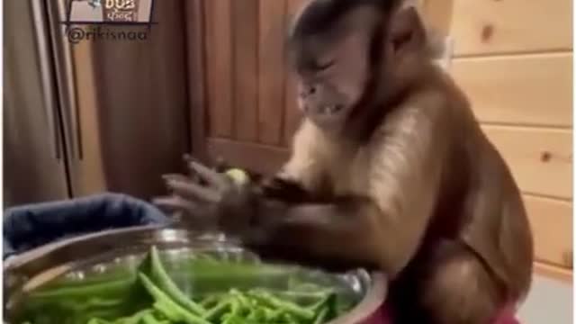 Monkey 🐒 funny video #shorts funny video hd video