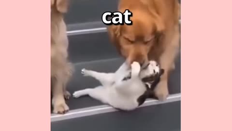 Dog and cat