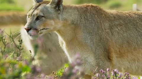 Dont Miss this information about Beatiful animals On Earth trending video