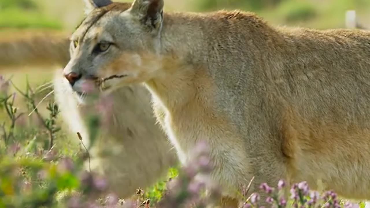 Dont Miss this information about Beatiful animals On Earth trending video