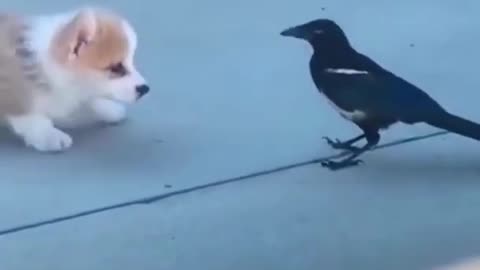 Cute Puppy Vs Brid