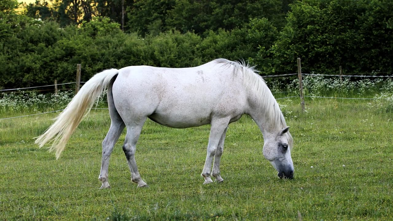 animal video