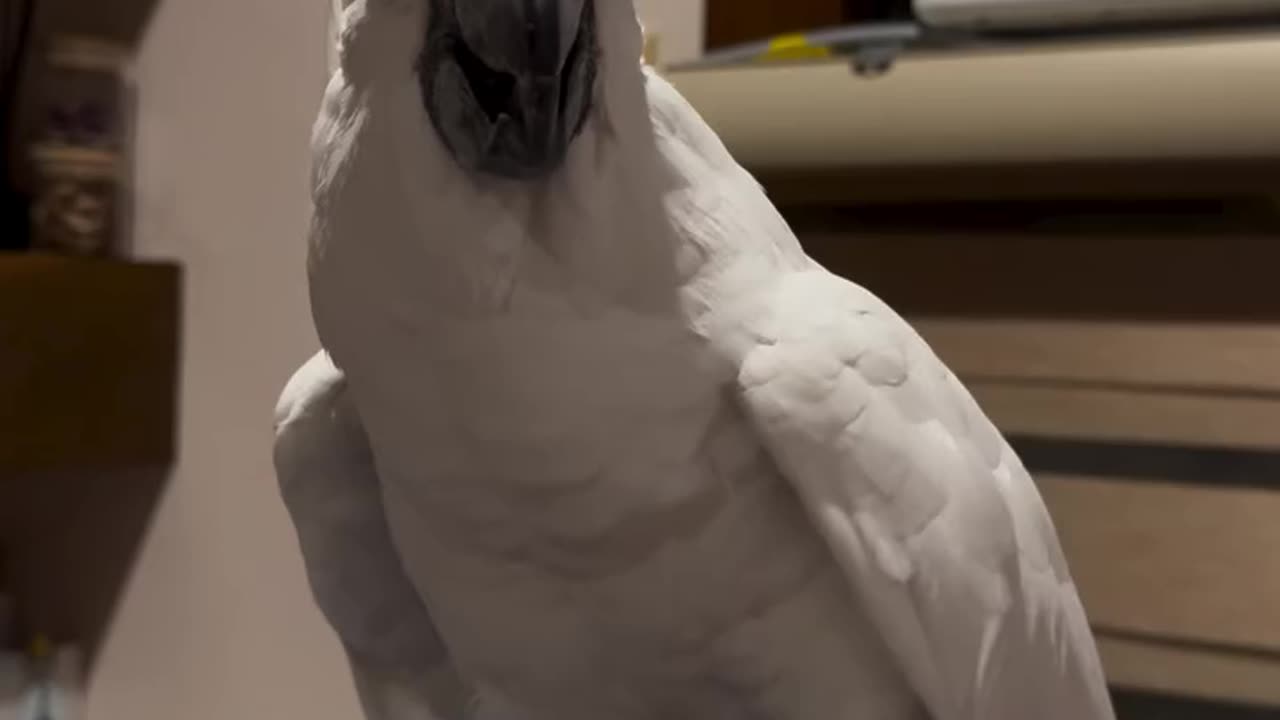 birds,bird,funnybirds,parrot,parrot talking,funny parrots tik tok,birds