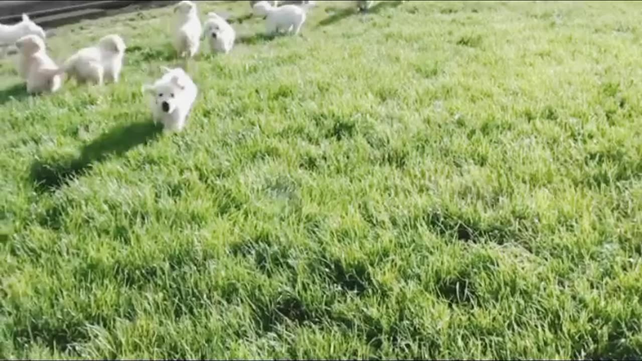 Nice video Dog video