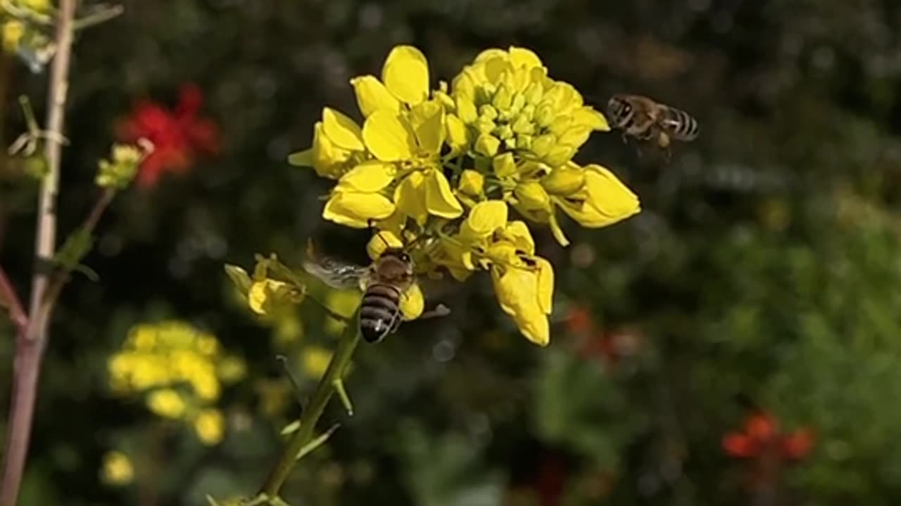 Flowers with honey bee #shorts