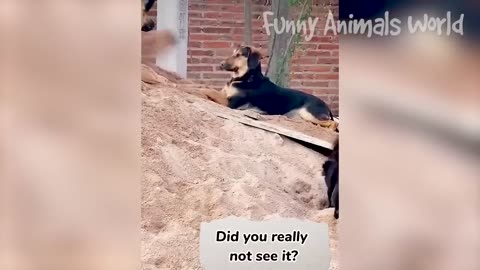 Funny Dogs And Cats Videos 2023 😅👌 - Best Animal Videos Of The Month 😁 #2