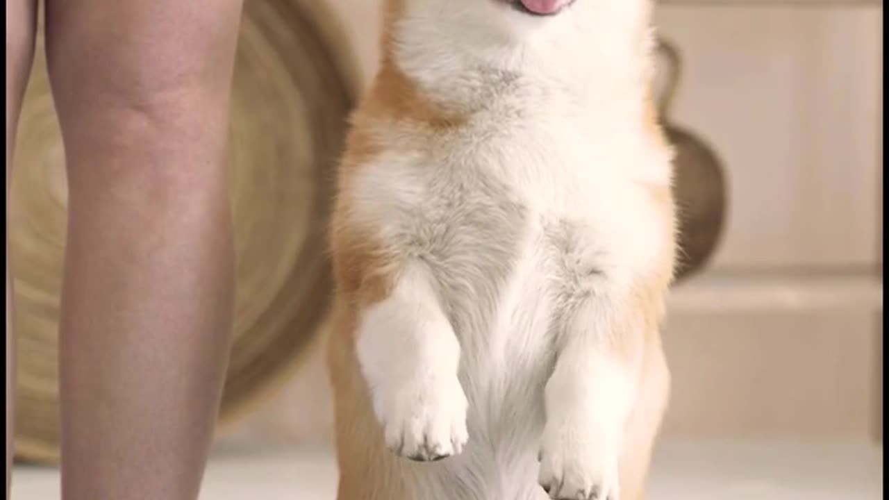 Funny Dogs And Cats😺😍- Try Not To Laugh Animals 24
