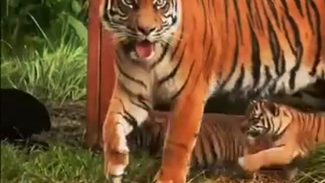 the endangered Indonesian tiger