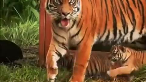 the endangered Indonesian tiger