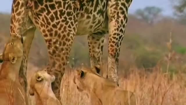 The poor giraffe is powerless against the lions