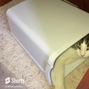 Hide and seek or just knock over a trash can and get comfy? #ToddlerCat #CatShorts #CatHideAndSeek