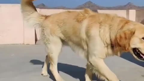 Best dog, beautiful dogs