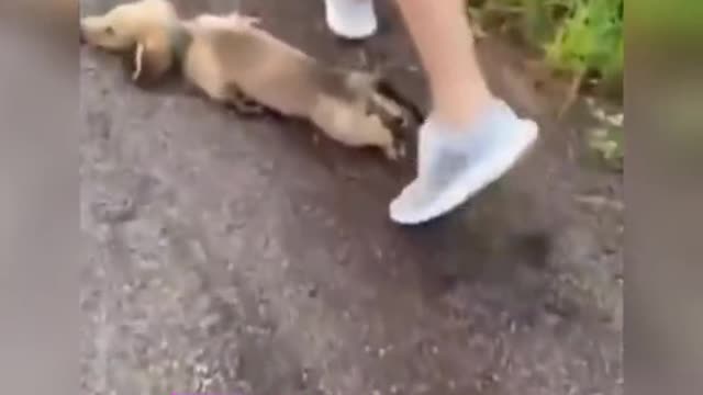 Take a few steps and get down on the ground