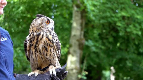 Eurasian Eagle Owl