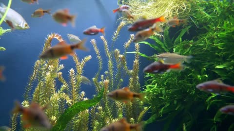 "Underwater Serenity: Vibrant Fish Swimming in 4K"