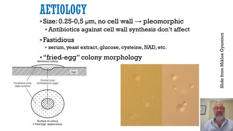 Avian mycoplasma: Impact on the respiratory system of chickens and control measures