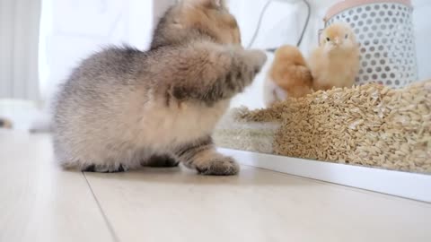 Looking back on how kitten Kiki met tiny chicks for the first time