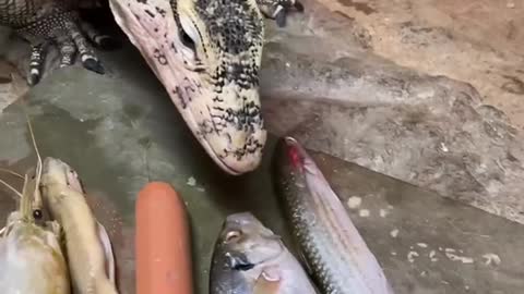 Giant Monitor Lizard Mukbang 😱