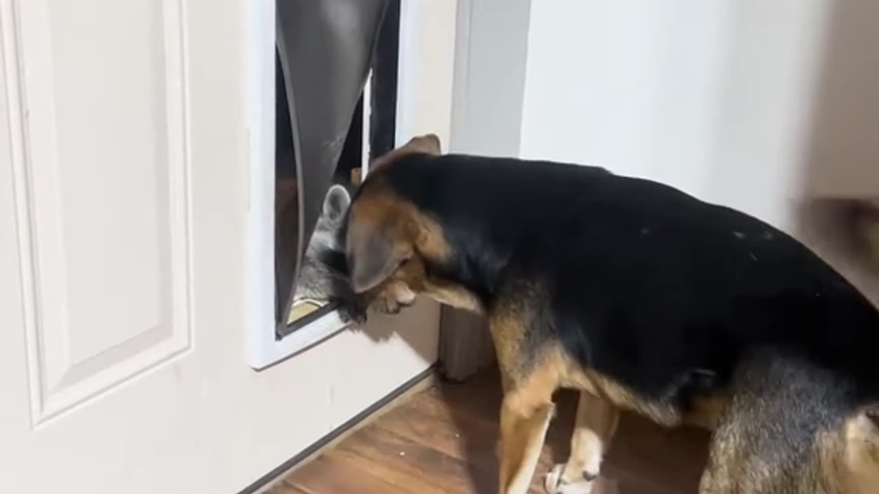 "A FRIENDLY RACCOON LIKES TO PEEK THROUGH THE DOG DOOR TO SAY GOODNIGHT TO OUR DOG CAPPY"