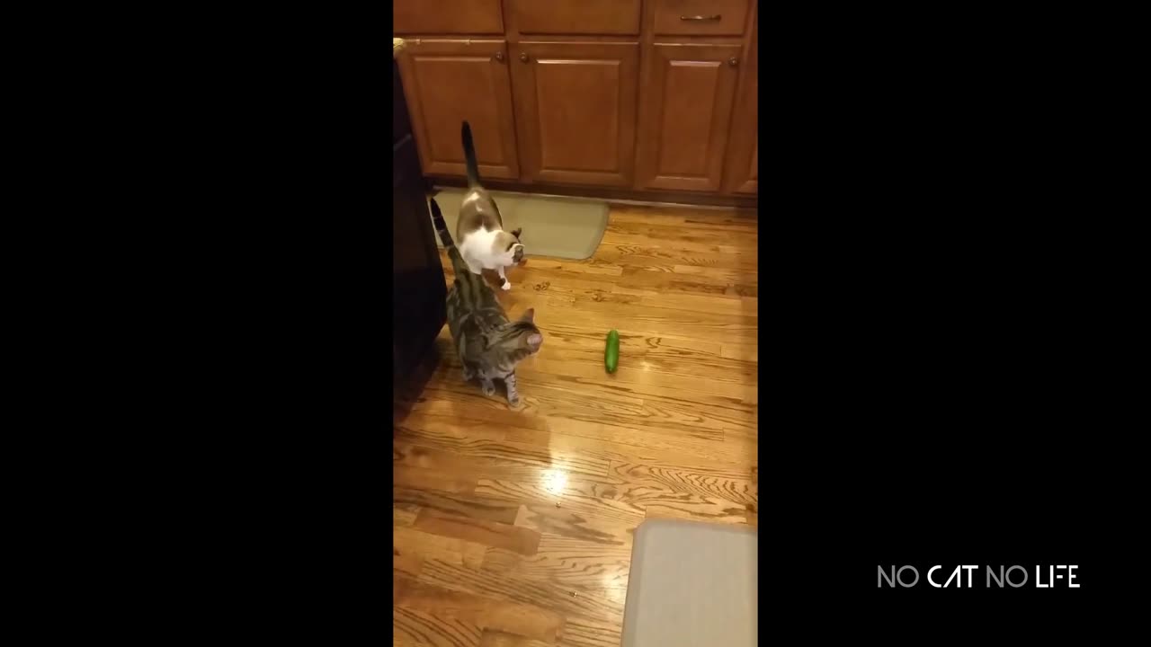 Funniest Cats and Cucumbers - Awesome Funny Pet Videos