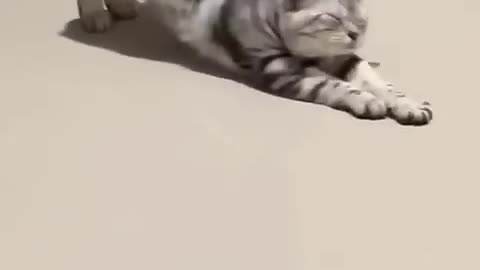 Funny Pets _ 2024-- Funny Dogs And Funny Cats Videos -- -