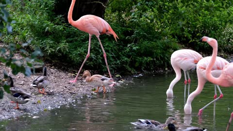 flamingo Beautiful