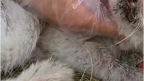 On The Poor Old Cat's Face Are B.l.o.o.d Stains That Have Dried Up And Been