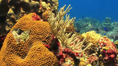 Beautiful fish and coral reefs