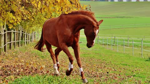 10 MINUTES of BEAUTIFUL FALL HORSES | BEST Relax Music, Meditation, Stress Relief, Calm | TVM