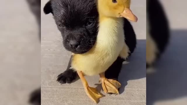 VERY CUTE DOG AND DUCK