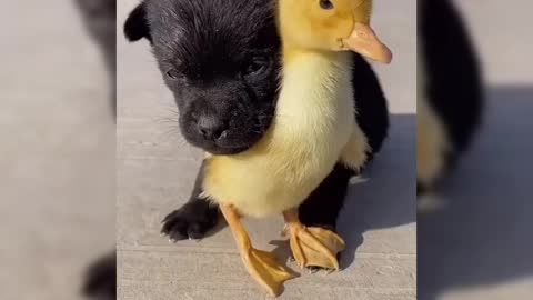 VERY CUTE DOG AND DUCK