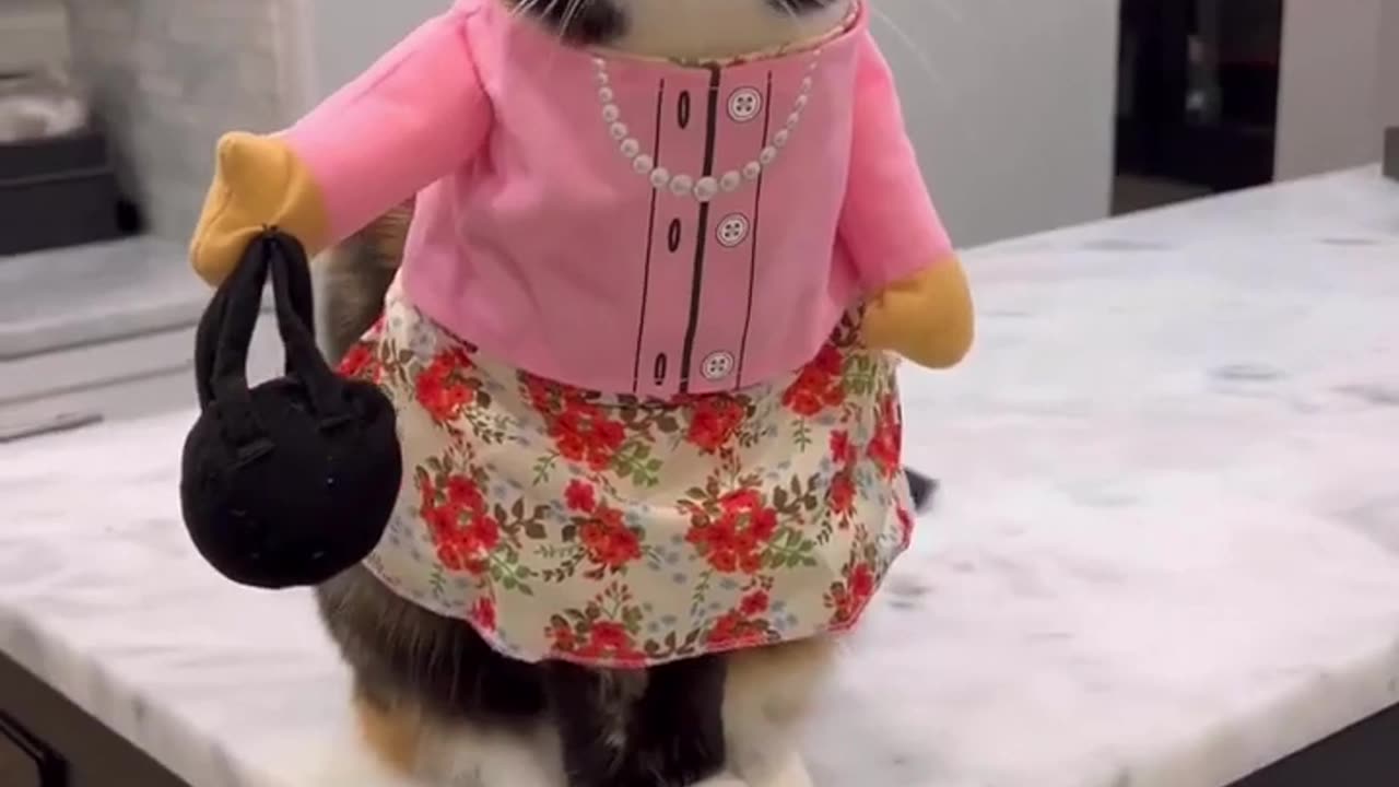 What the Hell I also want to go for shopping 🛍️ #Funny #Cat 🐈 #Videos