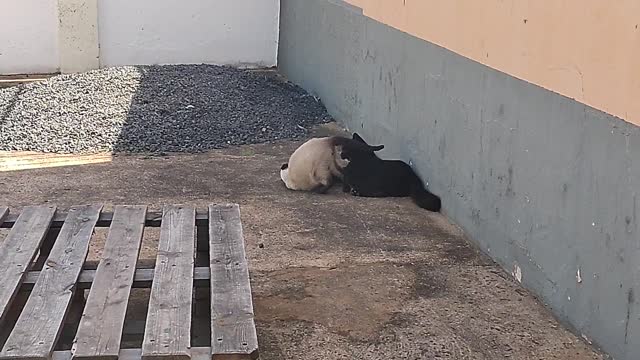 Gatinhos fofos.