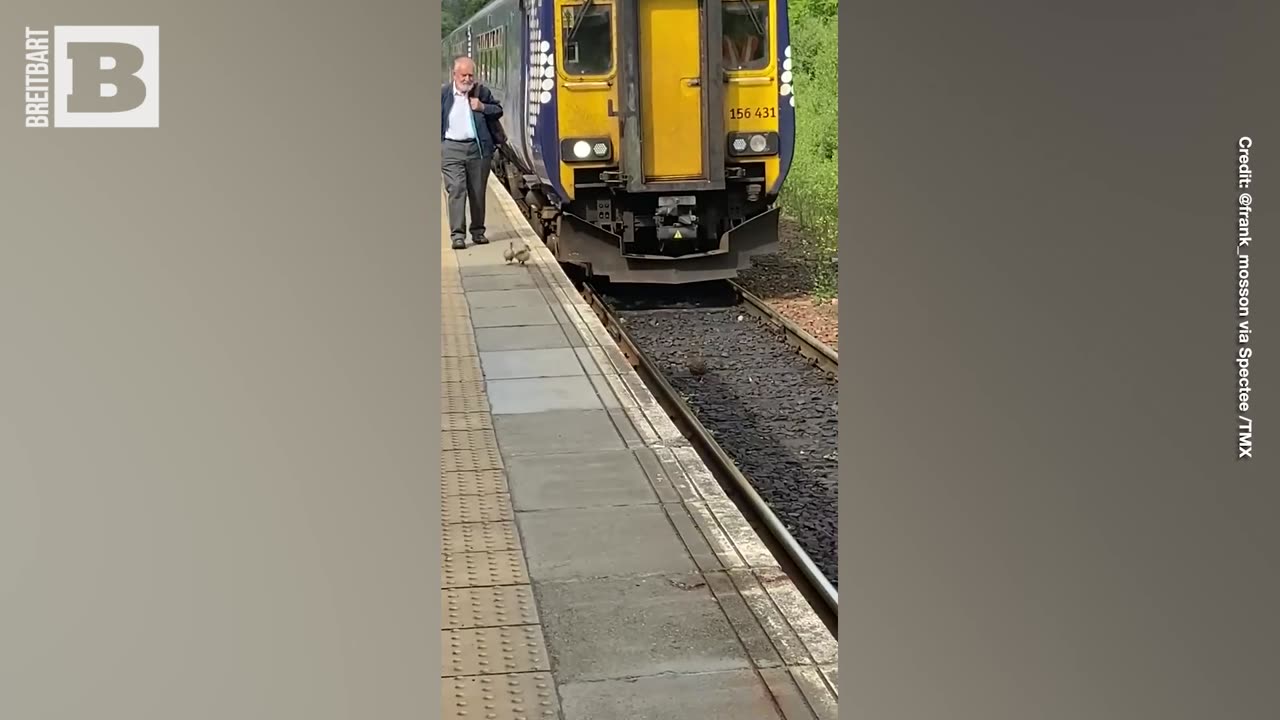 Train Slows for Mama Duck and Ducklings