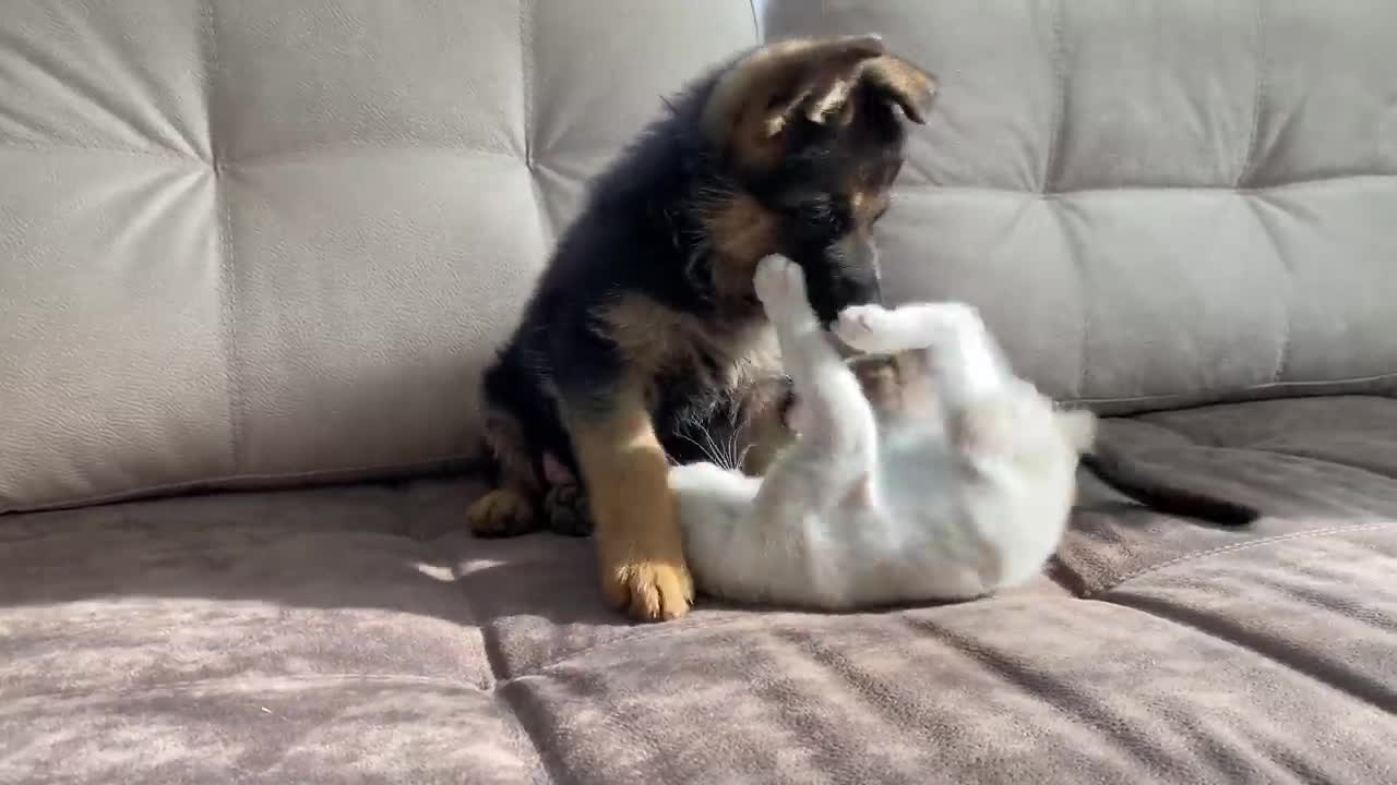 German Shepherd Puppy and Kitten Playing [TRY NOT TO LAUGH]